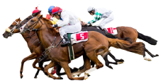 Horse Racing Picks