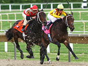 Timonium Picks