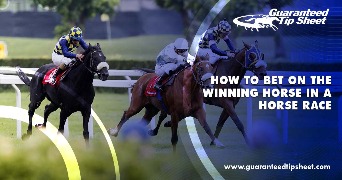 Horse Race Things to know before betting
