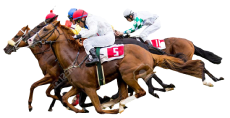 Horse Racing Picks